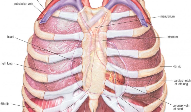 Справа под легким. Строение грудной клетки мужчины с внутренними органами. Органы человека расположение в картинках с надписями между ребер. Восьмая с четверть под ребром.